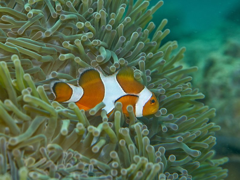 Clown Fish, House Reef
